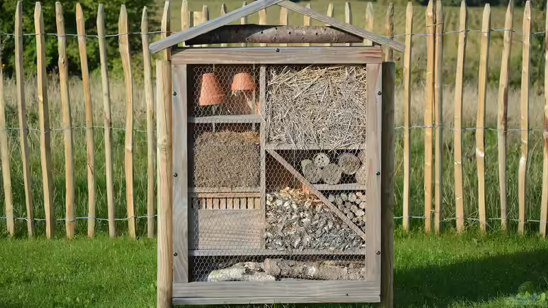 Bienen- und Insektenpflanzen: Wie du deinen Garten in ein Paradies für Bestäuber verwandelst