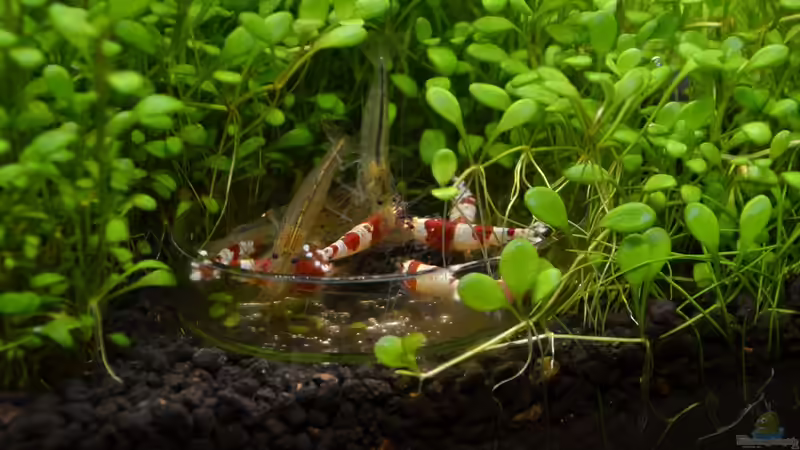 Bienen und Amanos Fütterung von Gallius (10)