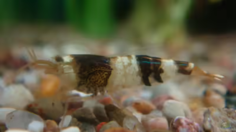 Bienengarnele  von Freibel (21)