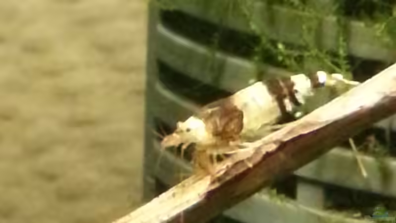 Bienengarnele  von Zomic (30)