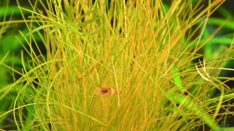 Bienengarnele 2 von Jan Marc (16)