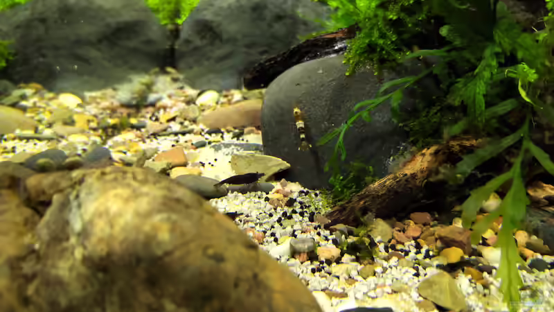 Bienengarnele & Schoko Sakura von koba2 (33)