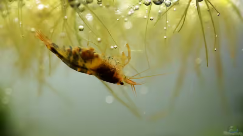 Einrichtungsbeispiele für Aquarien mit Bienengarnelen