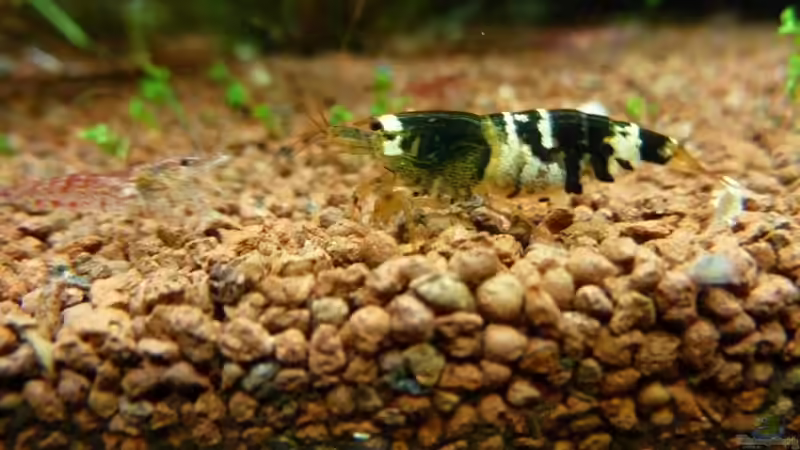 Bienengarnele mit junger Red Cherry von gcs (22)