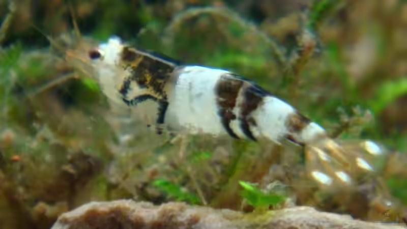 Bienengarnele schwarz-weiß von Freibel (18)