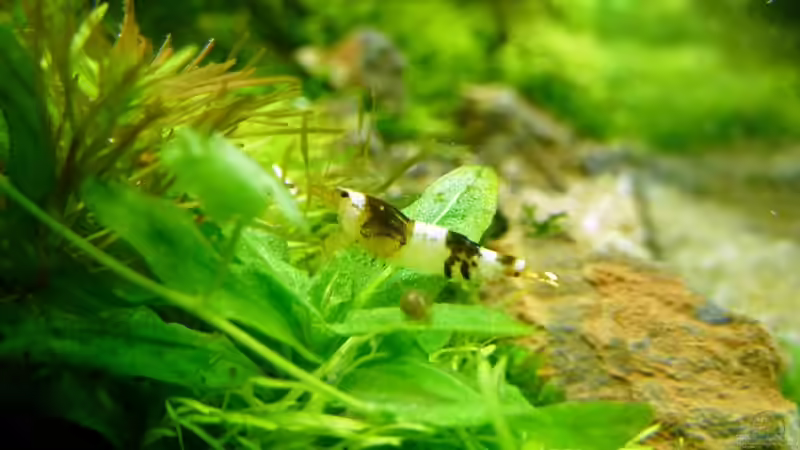 Bienengarnele von -serok- (28)