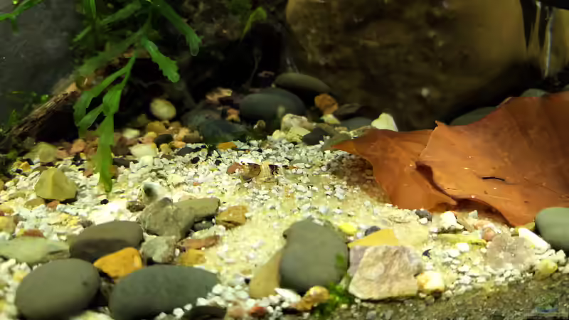 Bienengarnele von koba2 (32)