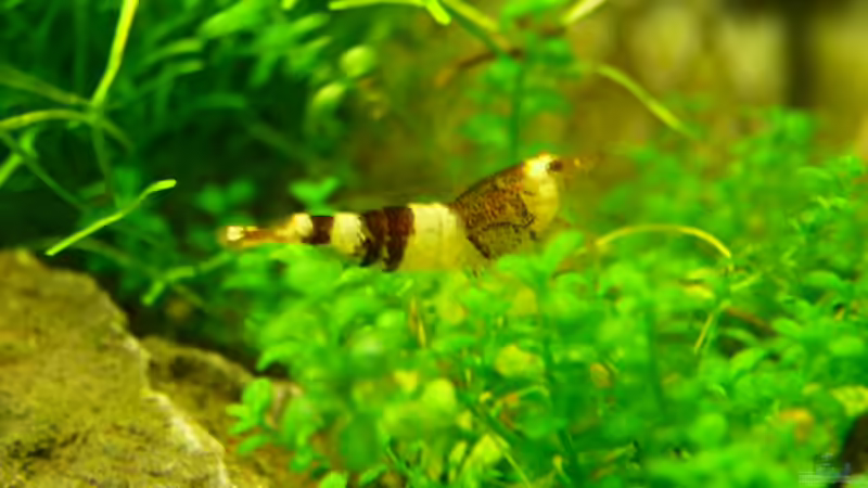 Bienengarnele von Lukas Forster (5)