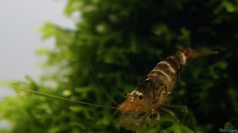 Bienengarnele von Micha... (62)