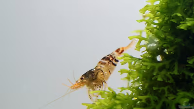 Bienengarnele von Micha... (63)