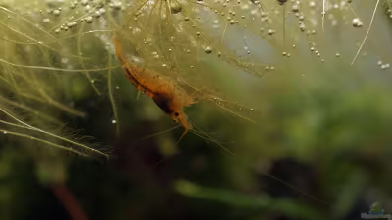 Bienengarnele von Micha... (65)