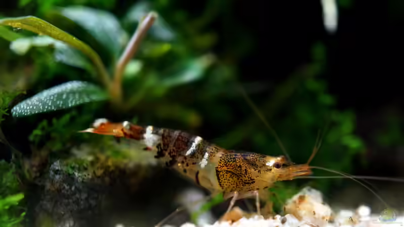 Bienengarnele von Micha... (71)