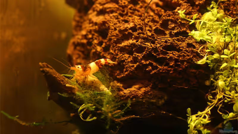 Bienengarnele von senf.. (11)