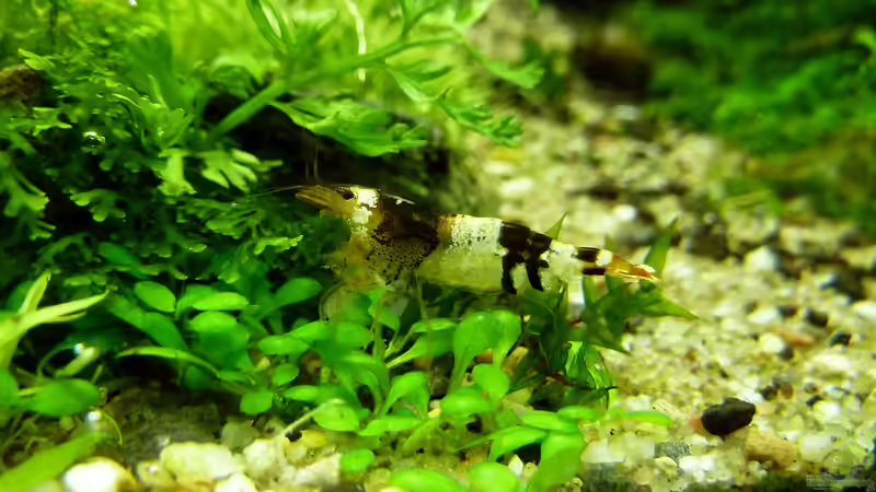 Einrichtungsbeispiele für Aquarien mit Bienengarnelen