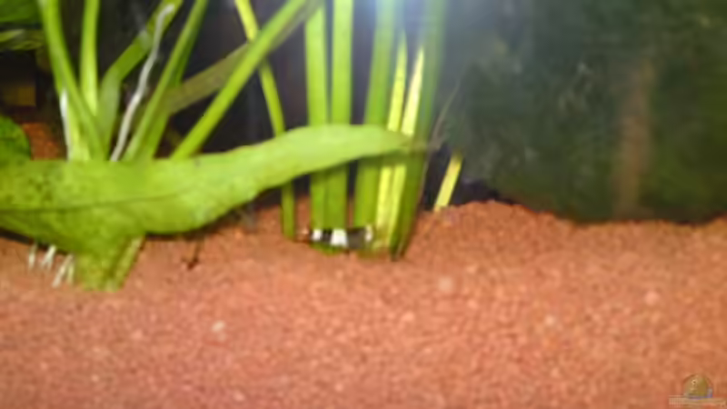 Bienengarnelle von Patrick Adler (15)