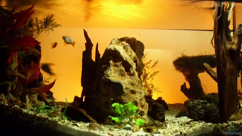 ´Bifurkation´ von Pascal Kapphan (1)