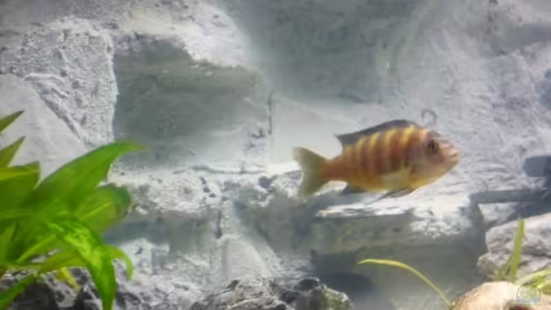 Big Bob von tobinord (7)