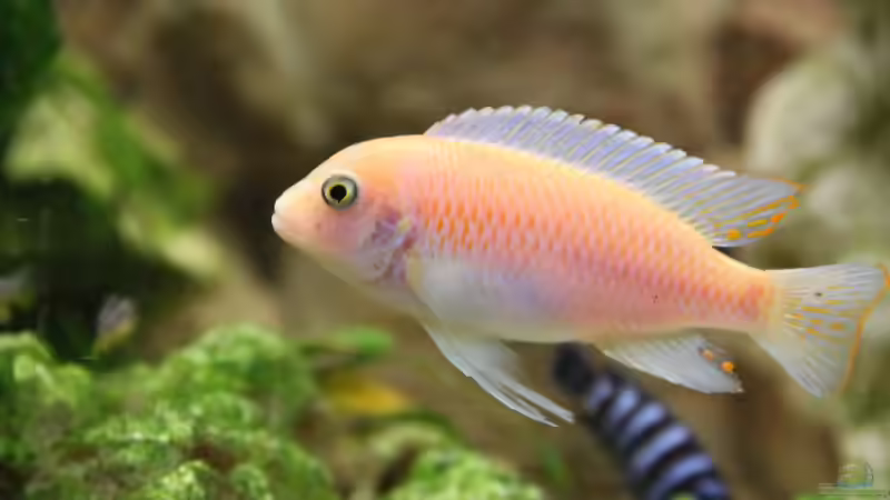 Big Boss von finky (11)