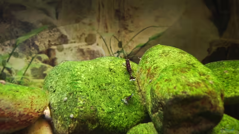 Big Mama!! von Stefan Bischoff (18)