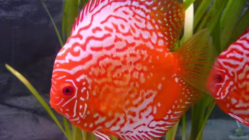 Bigeon Blood Albino Bock von Danny.