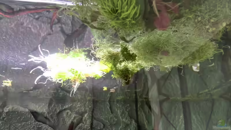 Bild ´ Nachher´ - Buddelwütige Amanogarnelen von Vancouver2010 (44)