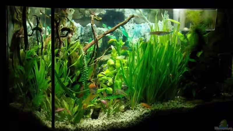 Bild 08.02.08 von Aquarienfreund44 (4)