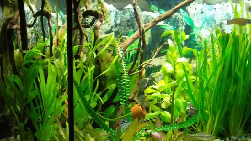 Bild 08.02.08 von Aquarienfreund44 (5)