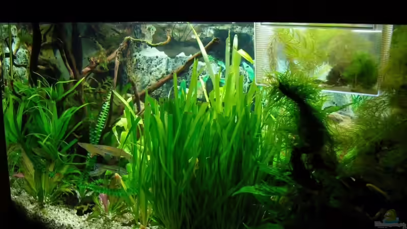 Bild 08.02.08 von Aquarienfreund44 (6)