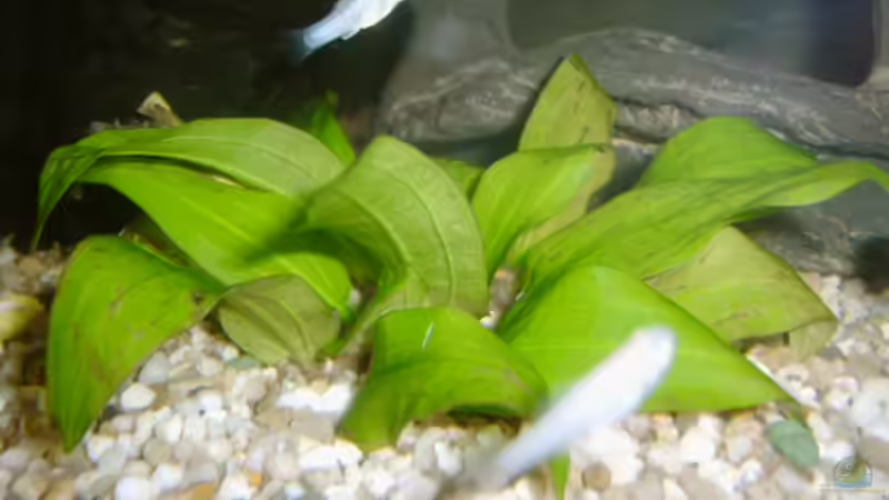 Bild 1 kenne den namen leider nicht  von Enrico Bergmann (7)