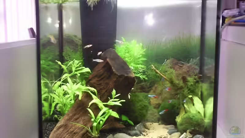 Bild 1 Tag nach Einrichtung