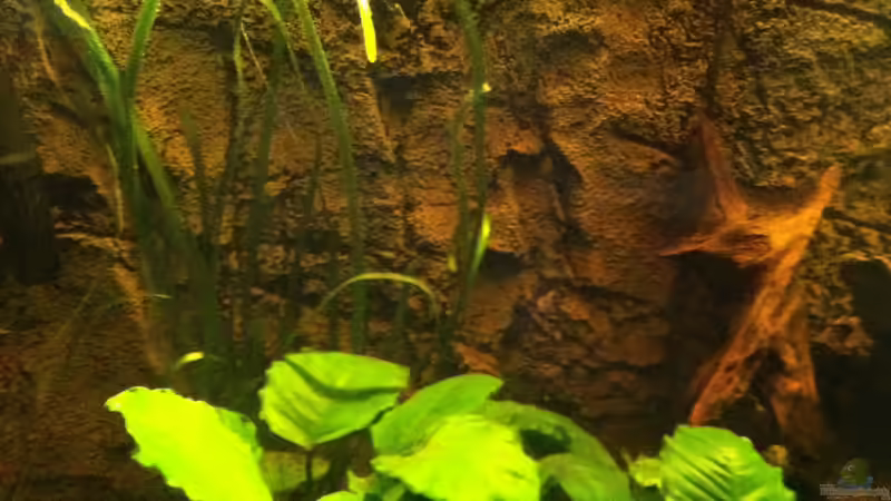 Bild 1 von American Stone (5)