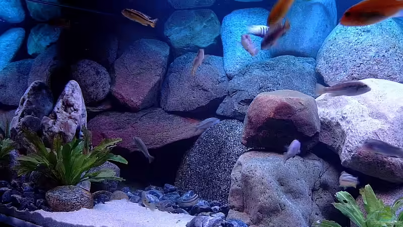 Bild 1 von Helgo Jacob (8)