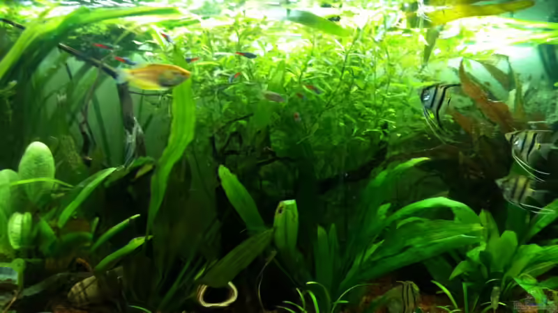 Bild 1 von Thorsten Höh (1)