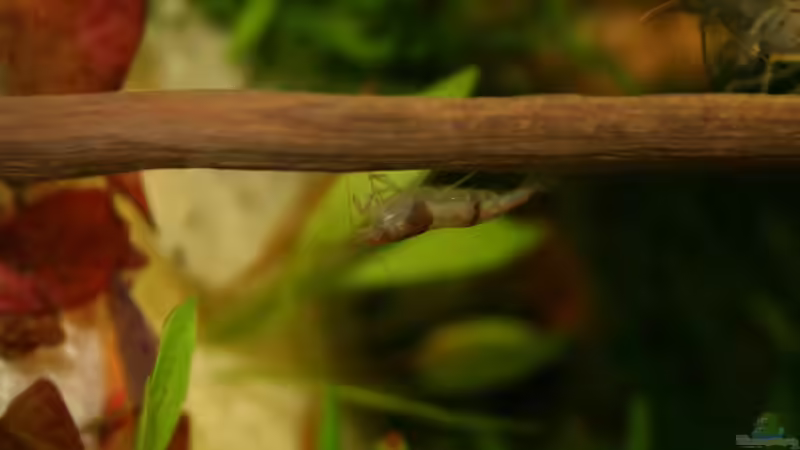 Bild 11 von Michael Schilling (9)