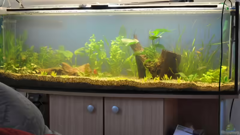 Bild 13 Stunden nach dem Umbau von Salmlerdream (8)