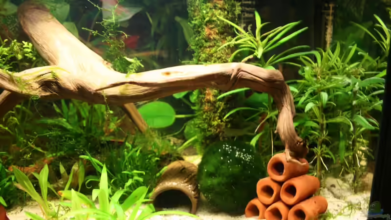 Bild 13 von Michael Schilling (3)