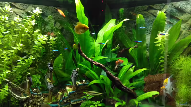 Bild 14.06.2018 von Balou 2013 (15)