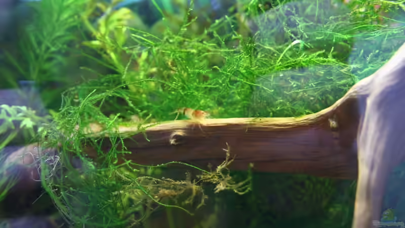 Bild 14 von Michael Schilling (11)