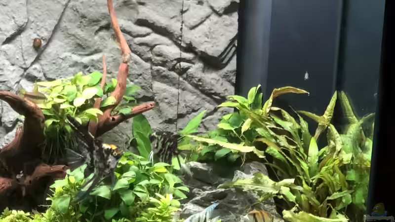 Bild 2 nach einem Jahr von AchimSaar (56)