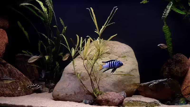 Bild 2 von Helgo Jacob (10)