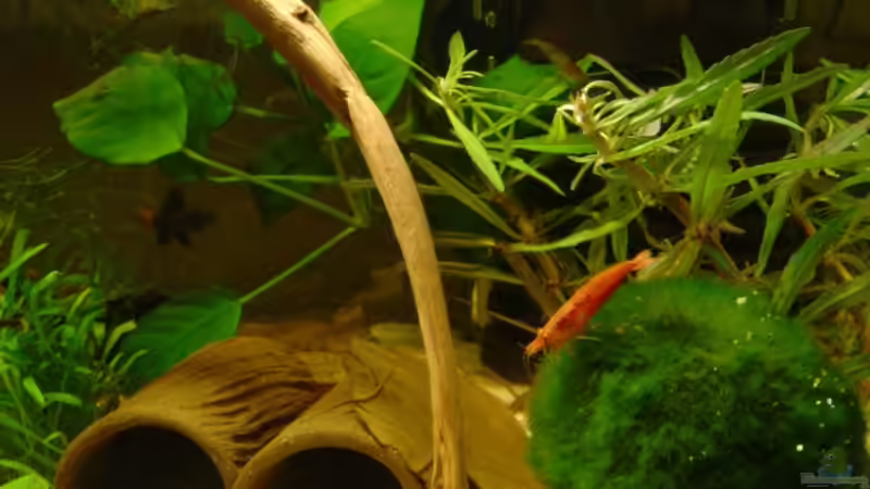 Bild 2 von Michael Schilling (2)