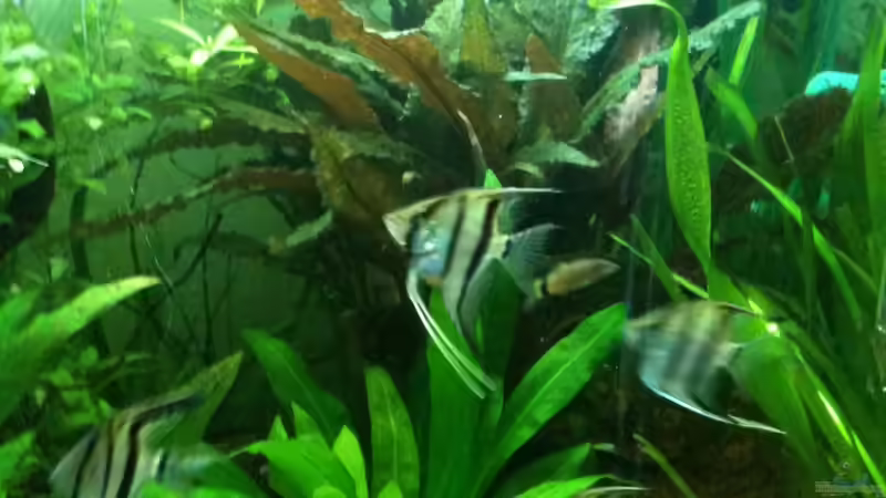 Bild 2 von Thorsten Höh (2)