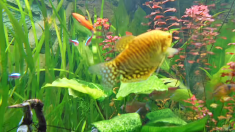 Bild 27.11.2018 vor CO 2 von Balou 2013 (4)