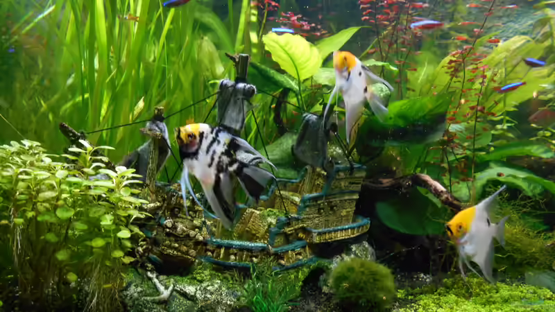 Bild 27.11.2018 vor CO 2 von Balou 2013 (7)