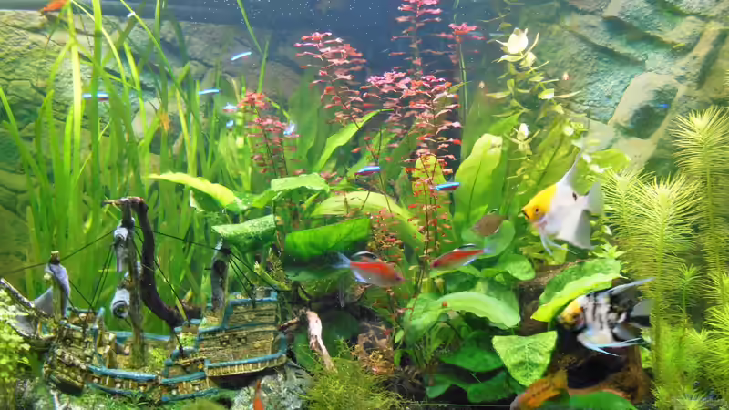 Bild 27.11 2018 vor CO 2 von Balou 2013 (8)