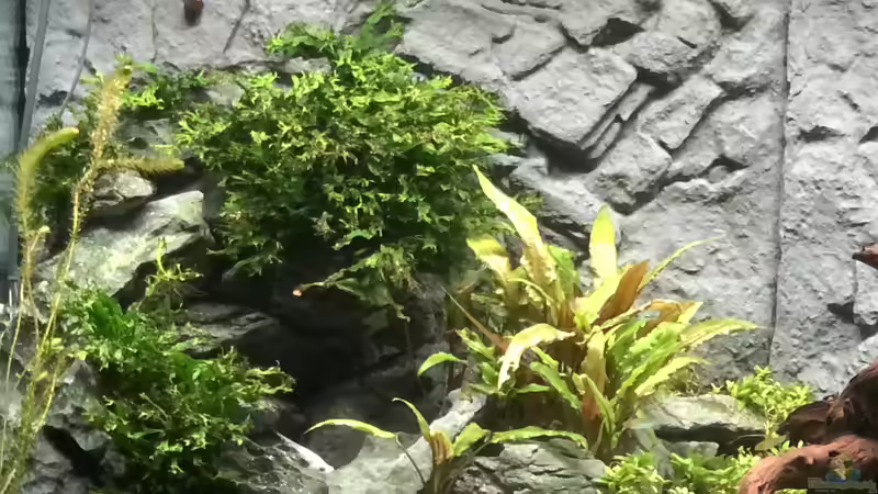 Bild 3 nach einem Jahr von AchimSaar (3)