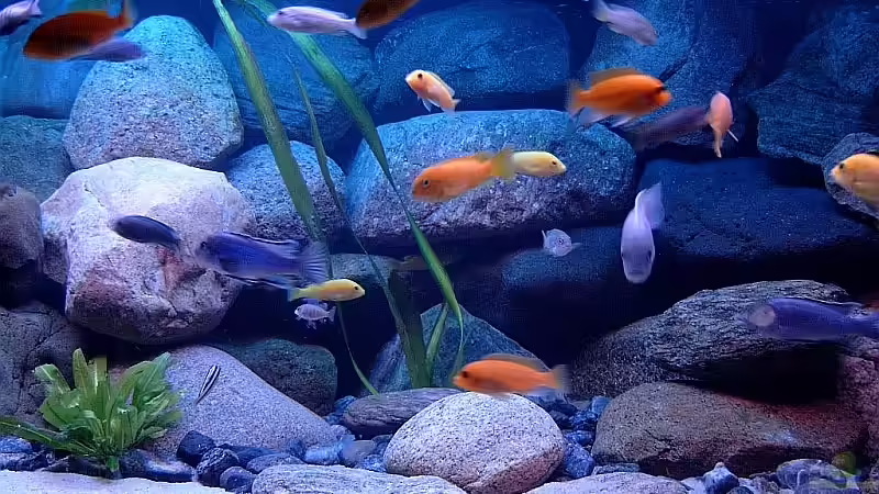 Bild 3 von Helgo Jacob (10)