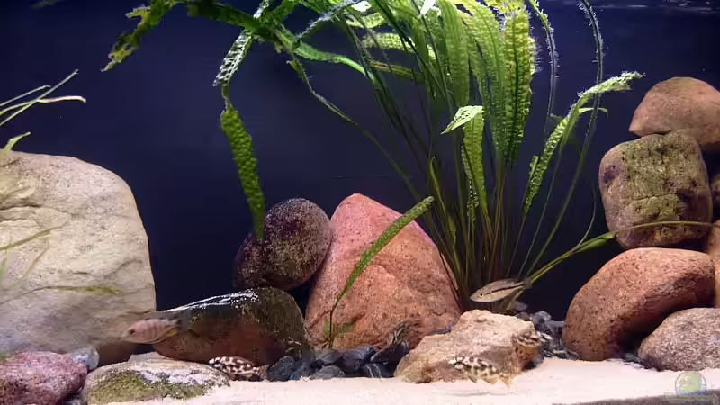 Bild 3 von Helgo Jacob (11)