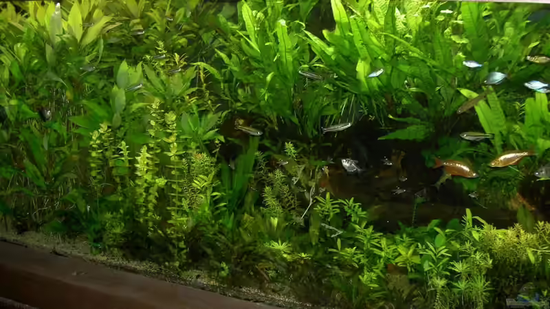 Bild 4 von Blauaugen (5)