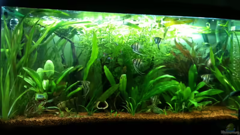 Bild 4 von Thorsten Höh (4)